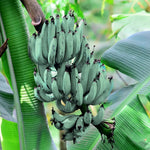 Ice Cream Banana Plant Tree Live, Cold Hardy 4-7" in Tall, No Pot, Outdoor Spring Planting, Rare and Sweet Banana Plants