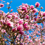 Ann Magnolia Plant Live 6 to 12 Inches Tall, in 2.5 Inches Pot, Purple Red Magnolia Tree Live Plant, Fragrant Magnolia Flowers