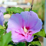 Althea Rose of Sharon Plant Live Bareroot 6-13 Inc, in Pot, Hibiscus Syriacus Flowers Ready to Grow (Pink Rose of Sharon)