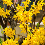 Lynwood Gold Forsythia Bush 6 to 13 Inch Tall, in Pot, Fragrant Forsythia Tree, Yellow Forsythia Plant