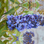 Pack 2 Butterfly Bushes Live Plant, Fragrant Buddleia Bush Shrub, 4 to 9 Inch Tall (Light Blue Blooms)