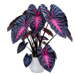 Pack 2 Alocasia Live Plant for Planting, Indoor Houseplant Alocasia Plant Live, 5 to 7 Inc Tall, Bare Root, Alocasia Colocasia Taro Plant for Ornamental Plants (Black Red Colocasia)