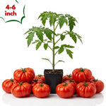 Beefsteak Tomato Live Plants, 2 Plant Per Pot 5-8" Tall