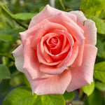 Fragrant Climbing Rose Live Plant, Well Rooted 5-9" Tall, No Leaf, Indoor Outdoor Climber, Rose Bush, Hybrid Tea Rose Like (Pink Salmon Color)