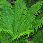 20 Ostrich Fern Rhizomes Roots for Planting, Fern Plants Live Outdoors Gardening Indoors