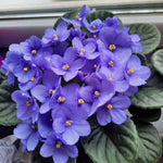 Blue African Violet Plant Live, 4 Inch Pot, Indoor Flowering Plant