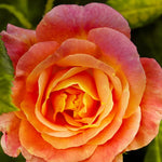 Climbing Roses Live Plants, Rose Bushes Ready to Planting, No Pot, Cut Back, Well Rooted, 6-8 Months Old (Orange)
