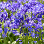 2 Blue Agapanthus Plants Live, 5-9 Inch Tall, Lily of The Nile Perennial Plants for Outdoor Garden and Landscape