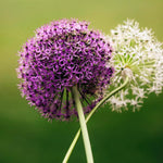 6 Allium Bulbs for Planting, Allium Gladiator Bulbs, Purple Blooming Onion Flowering Perennial for Spring and Summer Garden