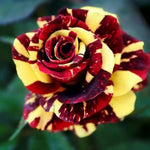 Deep Red and Yellow Striped Climbing Rose Live Plants Bushes Fragrant Well Rooted - No Leaf - Cut Back for Planting, No Pot, 5-9" Tall
