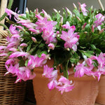 Christmas Cactus Plants Live, Flowering Thanksgiving Cactus with Vibrant Blooms, 4-7'' Tall, Easy-Care Indoor Houseplant (Pink Blooms)