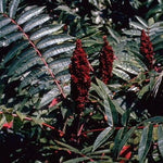 2 Black Sumac Trees Live Plants Bare Roots, Dormant 1-2 Feet Tall, Hardy Shrub Fragrant Ground Cover for Landscaping