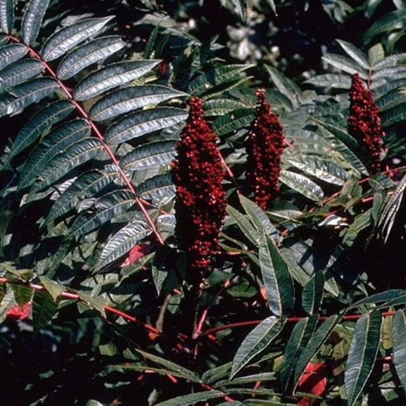 2 Black Sumac Trees Live Plants Bare Roots, Dormant 1-2 Feet Tall, Hardy Shrub Fragrant Ground Cover for Landscaping