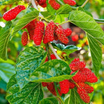 Set of 2 Red Mulberry Trees Live Plants, Starter 4-6 Inches Tall, No Pot, Mulberry Bush Fruit for Outdoor Growing, Cold Hardy