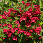 Weigela Live Plant, Weigela Starter Plant in 4 Inch Potted, Live Weigela Plant, Weigela Plant Live for Growing Indoor Outdoor