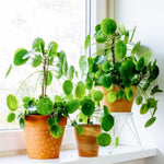 3 Money Tree Plants Live, Pilea Peperomioides Live Plants, 5 to 7 Inc in Height, Live Pilea Peperomioides Plants for Gardening Plant