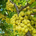 Star Gooseberry Plants Live 1 to 1.5 Feet Tall in 1 Gallon Pot, Gooseberry Bush Live Plants, Perennial Fruit Plant for Outdoor Growing