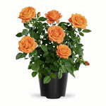 Rose Live Plant, Roses Flower Plant, Fragrant Flower for Planting, 4-6 Inches Tall, Bush Shrub Plants, Well Rooted, Ready to Grow (Orange Rose)