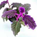 2 Gynura Purple Passion Plants Live, 4-8” Tall, Royal Velvet Purple Indoor Plant Live Houseplant for Home Décor, No Pot Included