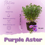 Aster Live Plant, Aster Plant Live, Perennial Asters Plants, Vibrant Flower Blooms, 5-7 Inches in Height for Growing (Purple)