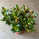 Lady Goldfish Plant Live in 4" Pot, Tropical Goldfish Houseplant, Indoor Flowering Plant with Trailing Foliage
