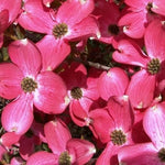 Pink Dogwood Tree Plant Live, Pink Dogwood Trees for Planting Outdoors, Pink Flowering Dogwood Tree, 6 to 12 Inc Tall in 2.5 Inc Pot
