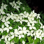 10-18" Kousa White Dogwood Tree Plant Live, Flowering Dogwood Tree for Planting Outdoors, 10 to 18 Inc Tall in Quart Pot