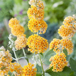 Yellow Buddleia Butterfly Bush Plant Live, 5-9" in Tall, No Pot, Perennial Bushes Ready to Plant in Spring Outdoor Gardening, Dormant in Winter