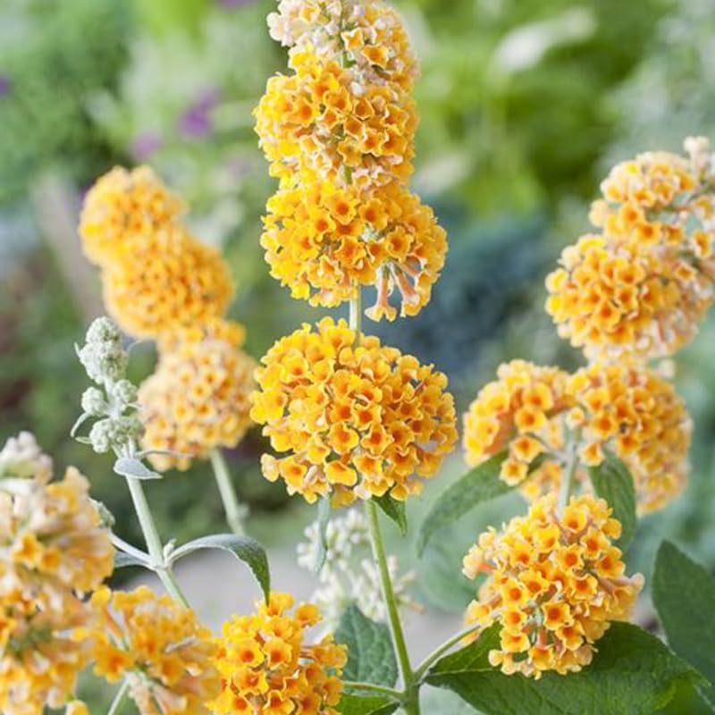 Yellow Buddleia Butterfly Bush Plant Live, 5-9" in Tall, No Pot, Perennial Bushes Ready to Plant in Spring Outdoor Gardening, Dormant in Winter