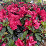 2 Red Azalea Plants Live Tree, Blooming Rhododendron Bushes, 5-10 Inc Tall, No Pot, for Indoor Outdoor Planting, Red Azalea