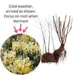 Pack 4 Fragrant Honeysuckle Bushes Live, Hardy Flowering Lonicera Shrubs, Honeysuckle Rooted Cuttings, Bareroots