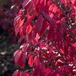 Set 2 Burning Bush Bare Roots 6-12'' Tall, Ready to Grow, Hardy Shrubs for Landscaping, Red Fall Foliage