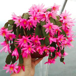 Easter Cactus Live Plant, 4-9” Tall, Rooted Holiday Cactus Succulent Plant for Indoor or Outdoor Growing, Easy Care Flowering Houseplant (Pink Easter Cactus)
