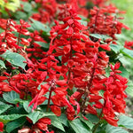 3 Sage Salvia Plants Live, Perennial Flowering Bushes, Blooms, 4-8 Inch Tall