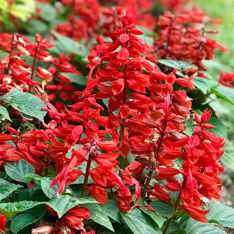 3 Sage Salvia Plants Live, Perennial Flowering Bushes, Blooms, 4-8 Inch Tall