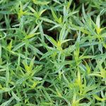 Set 6 Tarragon Plants Live for Gardening 4 to 8 Inch Tall, Hardy Tarragon Live Plant to Grow, Tarragon Culinary Gardening