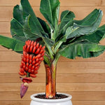 Red Banana Plant Tree Live, Cold Hardy 4-7" in Tall, No Pot, Outdoor Spring Planting, Rare and Sweet Banana Plants