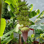 Banana Plant Live, NAM Wah Banana Tree Live Plant, Hardy Banana Fruit Seedling 4 to 8 Inch Tall, Indoor Outdoor