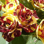 Yellow Deep Red Striped Climbing Rose Live Plants Bushes Fragrant Well Rooted - No Leaf - Cut Back for Planting, No Pot, 5-9 Inc Tall