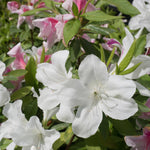 Live Azalea Plant, Hardy Rhododendron Flowering Shrub, 10 Inches Tall for Growing (White)