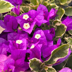 3 Bougainvillea Vine Plants, Bougainvillea Plants Live for Outdoor Landscaping and Containers, 4-7 Inch Tall Well-Rooted, No Pot (Blueberry Ice Bougainvillea)