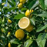 Meyer Lemon Tree 1.5-2 Ft Tall in Gallon Pot, Live Grafted Lemon Citrus Plant for Garden and Patio Pots, Ready to Grow