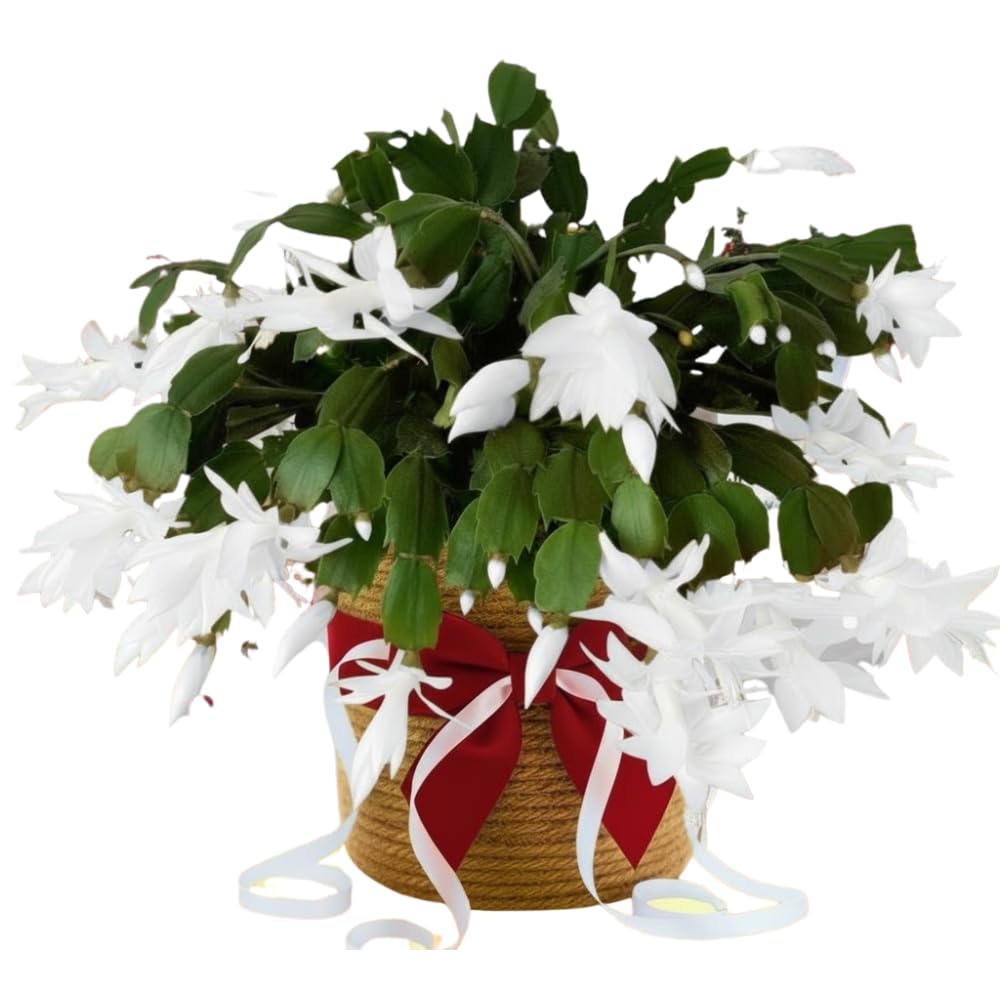 Christmas Cactus Plants Live, Flowering Thanksgiving Cactus with Vibrant Blooms, 4-7'' Tall, Easy-Care Indoor Houseplant (White Blooms)