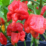 6 Red Carolina Reaper Pepper Plants Live, 80 Days Old Peppers for Growing, Hot Chili Trees for Planting, No Pot, 5 to 9 Inc Tall