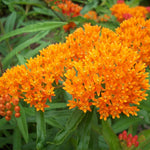 4 Orange Milkweed Plants Live 4-9 Inc Tall, Tropical Milkweed Plants Well Rooted, Outdoor Growing