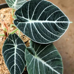 Colocasia Elephant Ears Live Plant, Alocasia Plant, Esculenta Taro Live Houseplant, 5-7 Inc Tall (Black Velvet)