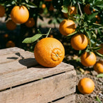 Navel Orange Tree Live Plant, Citrus Fruit Plant in 1 Gallon Pot, Sweet Orange Fruit Tree for Indoor Outdoor Gardening