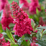 Pack 2 Butterfly Bushes Live Plant, Fragrant Buddleia Bush Shrub, 4 to 9 Inch Tall (Red Pink Blooms)