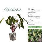 Set 2 Green Pink Colocasia Elephant Ear Plants Live 4–7 Inches Tall, Tropical Foliage Plants for Outdoor Garden, Large Leaf Plants for Patio, Containers or Landscape