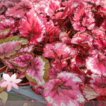 3 Packs Red Begonia Angel Wing Maculata Live Plants, 5-9 Inch Tall, Indoor Outdoor Polka Dot Begonia